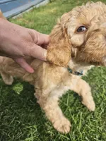 Sandy, a female Goldendoodle for sale in Platteville, WI – 4 of 4