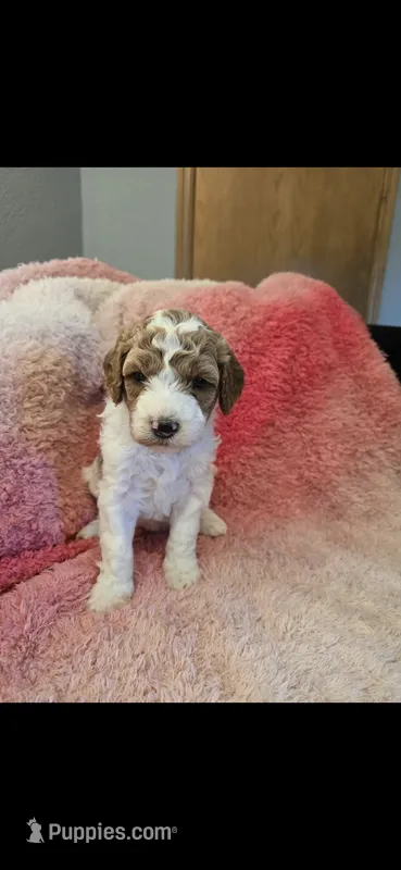 Trudy – Goldendoodle puppy for sale in Platteville, WI