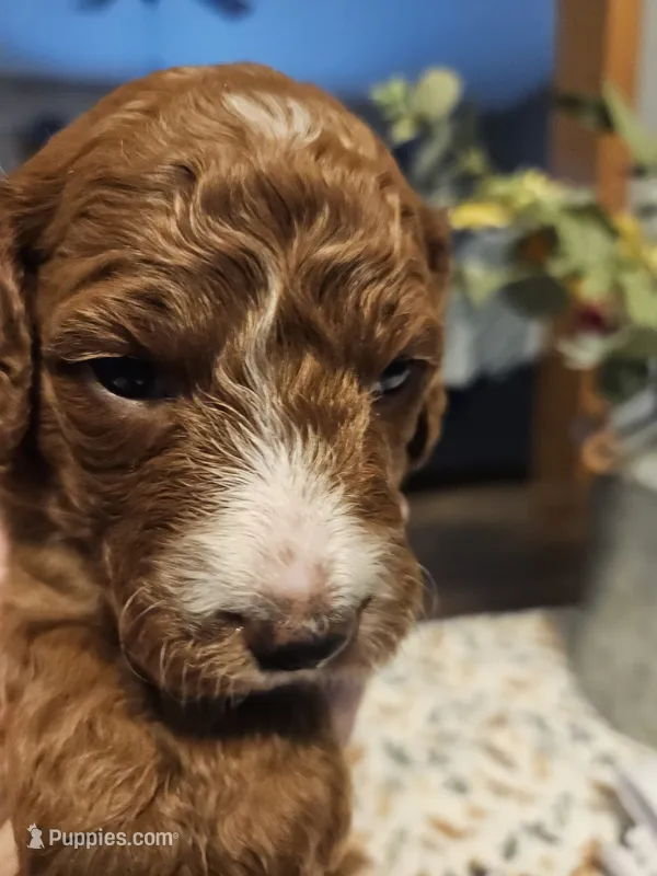 Heart – Miniature Goldendoodle puppy for sale in Platteville, WI