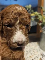 Heart, a female Miniature Goldendoodle for sale in Platteville, WI – 1 of 1