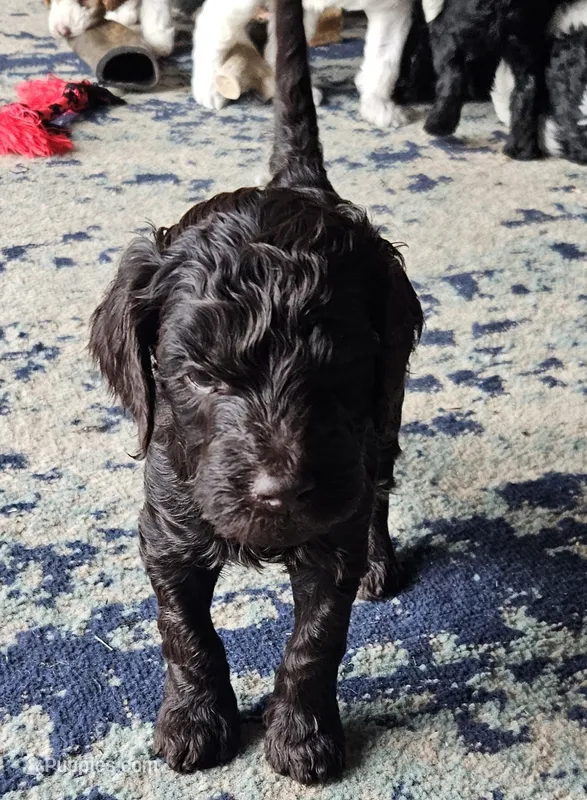 Hershey – Goldendoodle puppy for sale in Platteville, WI