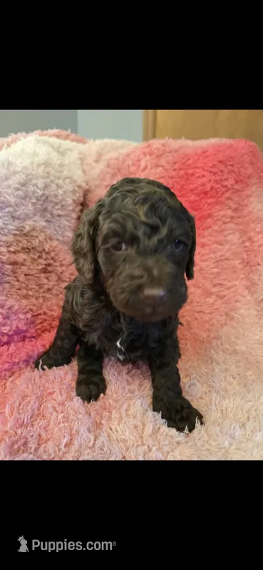 Curly – Goldendoodle puppy on hold in Platteville, WI
