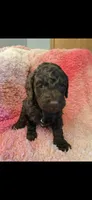 Curly, a female Goldendoodle for sale in Platteville, WI – 1 of 1