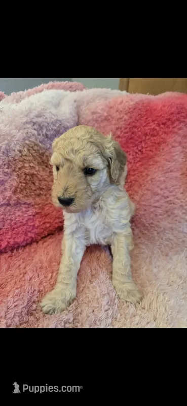 Sugar – Goldendoodle puppy for sale in Platteville, WI