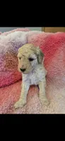 Sugar, a female Goldendoodle for sale in Platteville, WI – 1 of 1