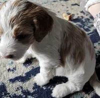 Bo, a male Goldendoodle for sale in Platteville, WI – 5 of 10