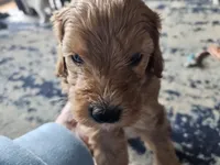 Bo, a male Goldendoodle for sale in Platteville, WI – 8 of 10