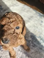 DAISY DIVA, a female Miniature Goldendoodle for sale in Platteville, WI – 4 of 4