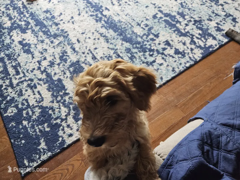 Honey – Goldendoodle puppy for sale in Platteville, WI