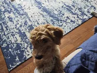 Honey, a male Goldendoodle for sale in Platteville, WI – 1 of 2