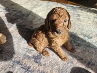 DAISY DIVA, a female Miniature Goldendoodle for sale in Platteville, WI – 2 of 4