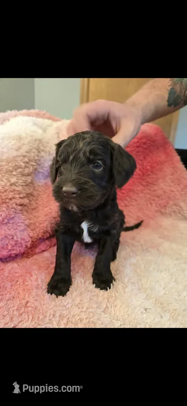 Ollie – Goldendoodle puppy on hold in Platteville, WI