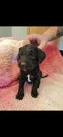 Ollie, a male Goldendoodle for sale in Platteville, WI – 1 of 1