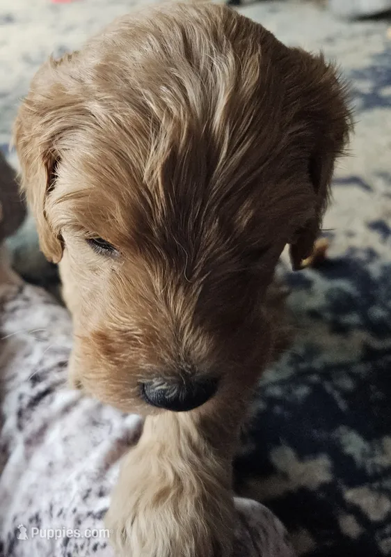Cinnamon , a male Goldendoodle for sale in Platteville, WI – 1 of 1
