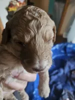 Cornpop, a female Miniature Goldendoodle for sale in Platteville, WI – 1 of 1