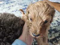 Bo, a male Goldendoodle for sale in Platteville, WI – 10 of 10