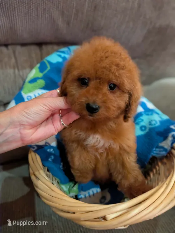 frize – Cavapoo, Poodle - Toy  puppy for sale in Kendall, WI