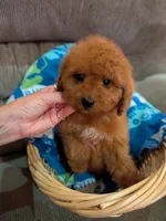 frize, a male Cavapoo and Poodle - Toy  for sale in Kendall, WI – 1 of 3