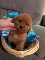frize, a male Cavapoo and Poodle - Toy  for sale in Kendall, WI – 3 of 3