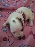 Dolly, a female Maltese and Shih Tzu for sale in Kendall, WI – 1 of 1