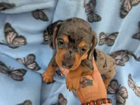 oakley, a female Miniature Dachshund for sale in Tomah, WI – 4 of 4