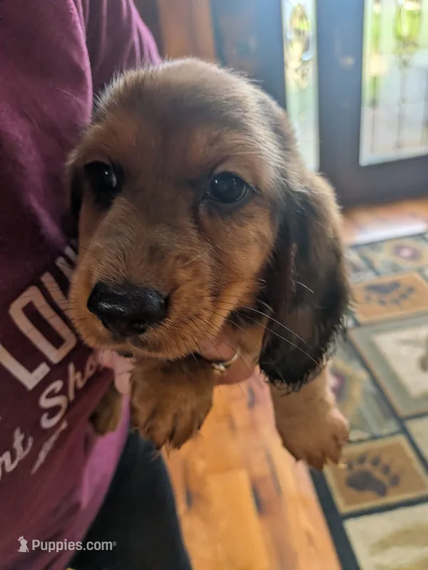 Dixxy – Dachshund puppy for sale in Kendall, WI