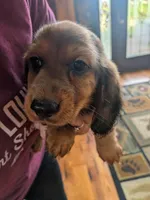 Dixxy, a female Dachshund for sale in Kendall, WI – 1 of 3