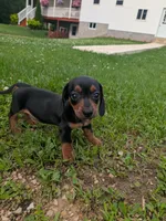 Rosie, a female Dachshund for sale in Tomah, WI – 3 of 4