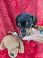 Maggie , a female Miniature Dachshund for sale in Tomah, WI – 3 of 3