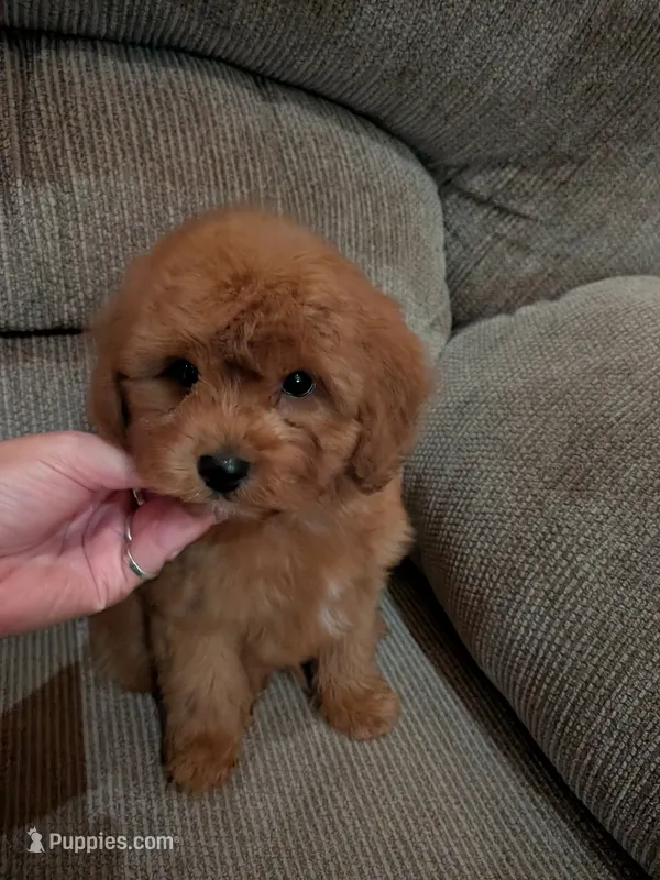Dan – Cavapoo, Poodle - Toy  puppy for sale in Kendall, WI