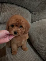 Dan, a male Cavapoo and Poodle - Toy  for sale in Kendall, WI – 1 of 3