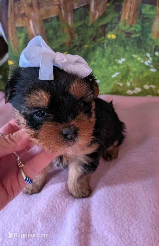 mork – Maltese, Yorkshire Terrier puppy for sale in Tomah, WI