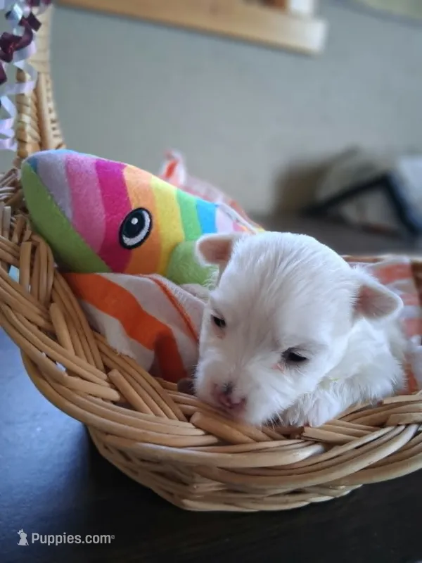 Peanut  – Maltese puppy for sale in Tomah, WI