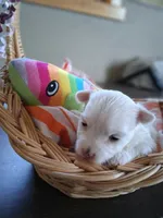 Peanut , a female Maltese for sale in Tomah, WI – 1 of 3