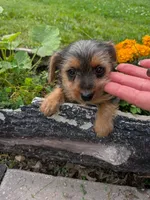stomper, a male Yorkshire Terrier for sale in Kendall, WI – 2 of 3