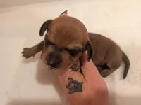 Max, a male Dachshund for sale in Kendall, WI – 1 of 2