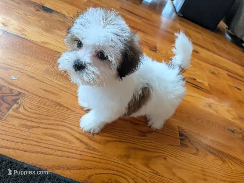 Dolly – Maltese, Shih Tzu puppy for sale in Kendall, WI