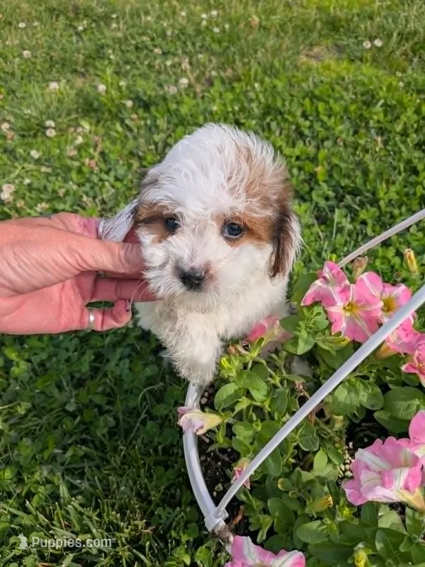 Lucy – Cavalier King Charles Spaniel, Poodle - Toy  puppy for sale in Tomah, WI