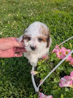 Lucy, a female Cavalier King Charles Spaniel and Poodle - Toy  for sale in Tomah, WI – 1 of 1