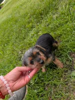 stomper, a male Yorkshire Terrier for sale in Kendall, WI – 3 of 3