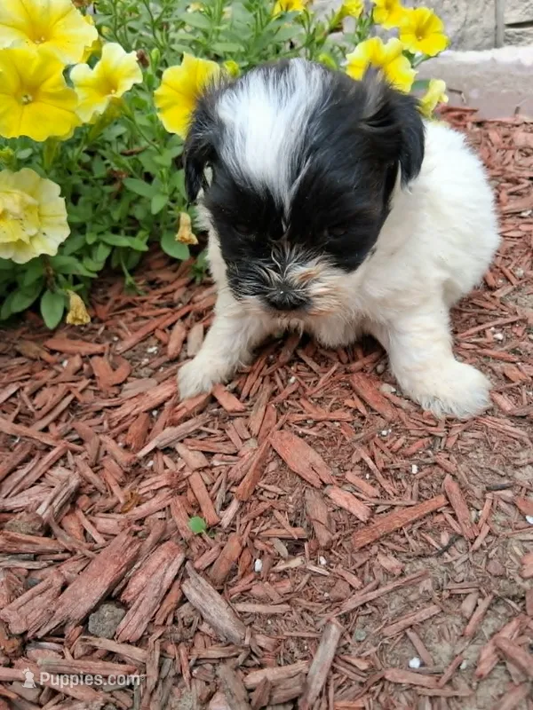 cupcake – Shih Tzu, Poodle - Toy  puppy for sale in Kendall, WI