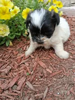 cupcake, a male Shih Tzu and Poodle - Toy  for sale in Kendall, WI – 1 of 1