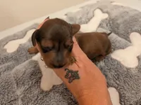 Toby, a male Dachshund for sale in Kendall, WI – 2 of 2