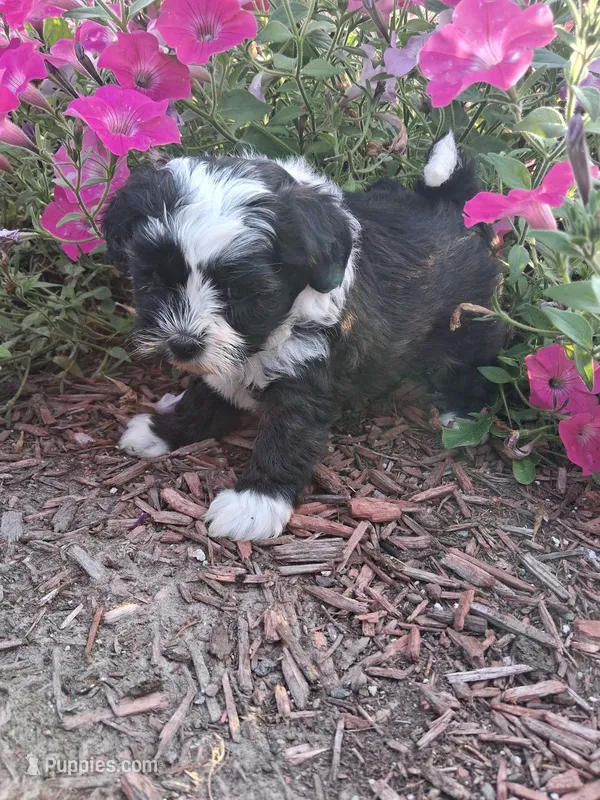 zoey – Shih Tzu, Poodle - Toy  puppy for sale in Kendall, WI