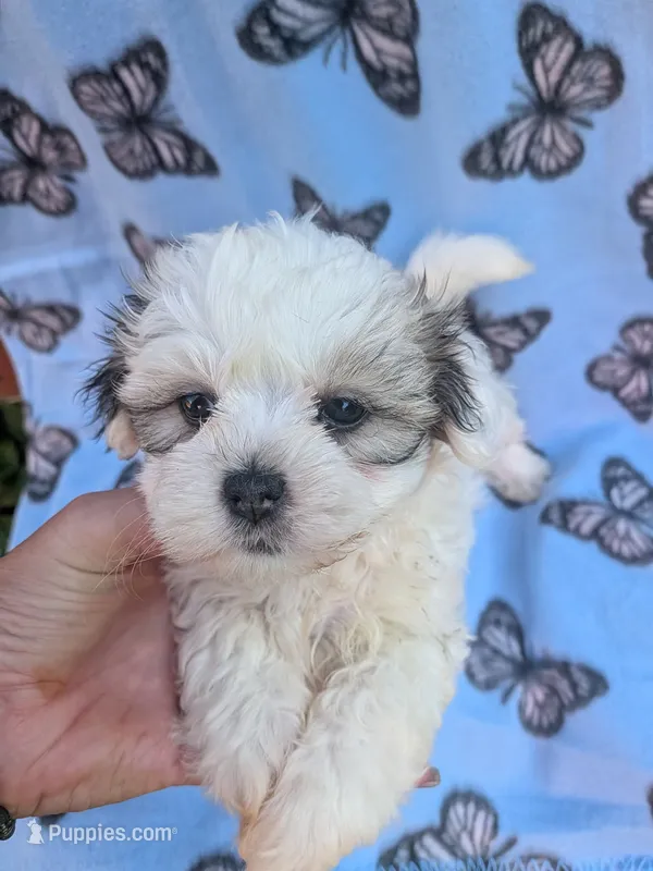 milo – Bichon Frise, Shih Tzu puppy for sale in Tomah, WI