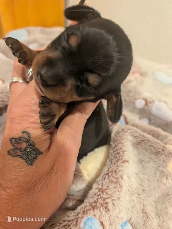 Tike – Dachshund puppy for sale in Kendall, WI