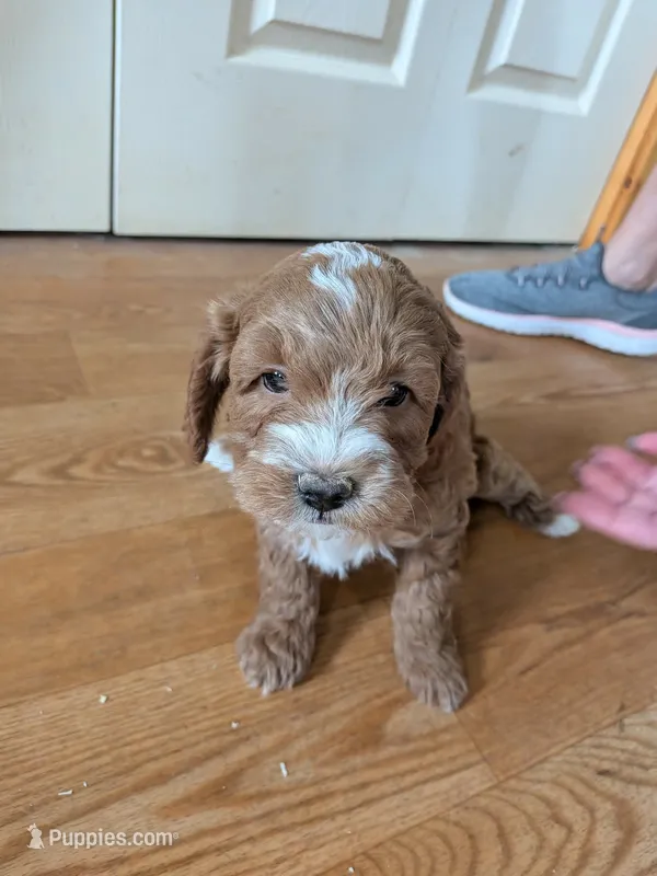 red – Cavapoo, Poodle - Miniature  puppy for sale in Tomah, WI