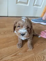 red, a male Cavapoo and Poodle - Miniature  for sale in Tomah, WI – 1 of 1