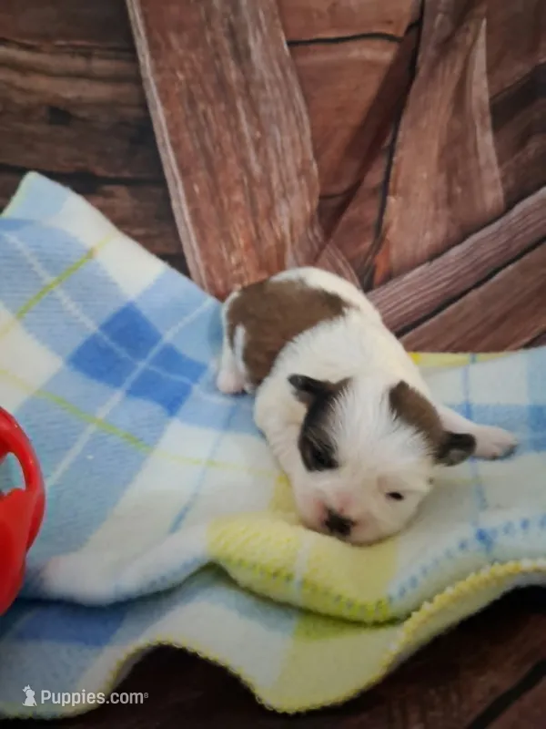 Rocky  – Maltese, Shih Tzu puppy for sale in Kendall, WI