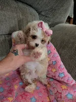 Missy, a male Cavapoo and Poodle - Toy  for sale in Kendall, WI – 3 of 3